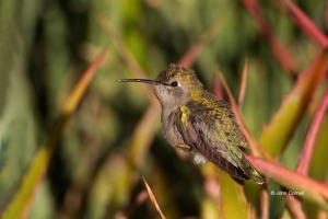Annas-Hummingbird;Calypte-anna;Hummingbird;One;avifauna;bird;birds;color-image;c
